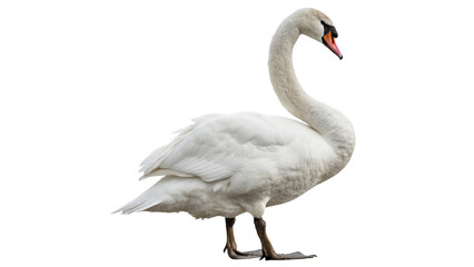 Majestic swan by the water in a serene natural setting during a sunny afternoon  on a transparent background