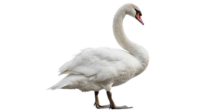 Majestic swan by the water in a serene natural setting during a sunny afternoon  on a transparent background