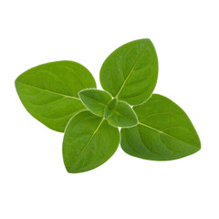 Fresh green oregano leaves arranged beautifully, showcasing their texture and vibrant color in a close-up shot