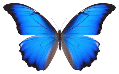 Obraz premium PNG Butterfly animal insect