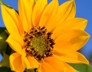 Ultra Realistic 4K Macro & Cinematic Product Photography Collection &ndash; Food, Nature, Minimalist, and Instrument Themes