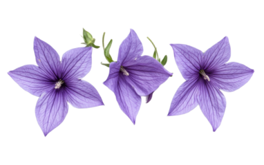 Purple Platycodon grandiflorus on transparent background, png