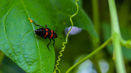 Close-up of a black and red insect crawling on a green leaf in a natural garden environment, selective focus 