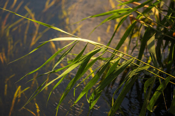 Summer Lake Landscape with Green Grass and Blue Sky
