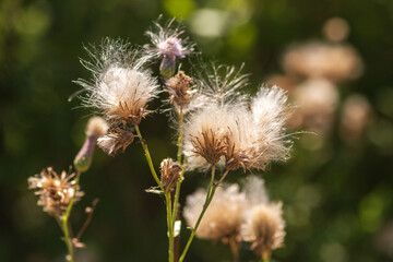 Summer Lake Landscape with Green Grass and Blue Sky