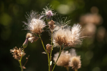 Summer Lake Landscape with Green Grass and Blue Sky