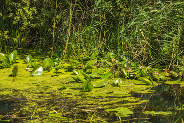 Summer Lake Landscape with Green Grass and Blue Sky