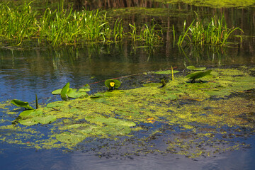 Summer Lake Landscape with Green Grass and Blue Sky
