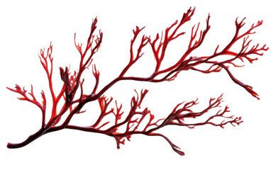 Red algae or seaweed branch on transparent background, png