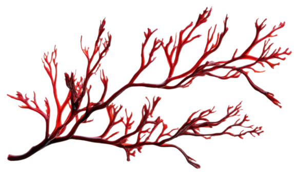 Red algae or seaweed branch on transparent background, png