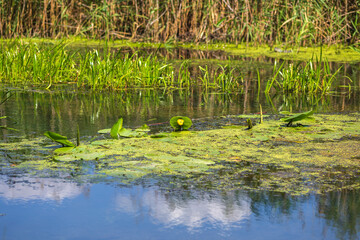 Summer Lake Landscape with Green Grass and Blue Sky
