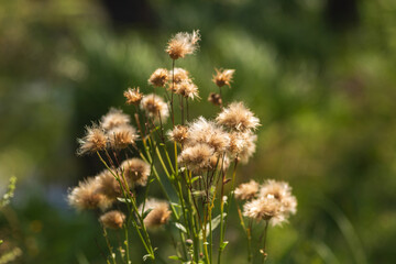 Summer Lake Landscape with Green Grass and Blue Sky