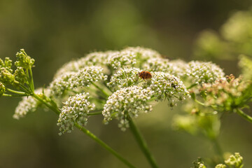 Summer Lake Landscape with Green Grass and Blue Sky