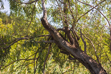 Summer Lake Landscape with Green Grass and Blue Sky