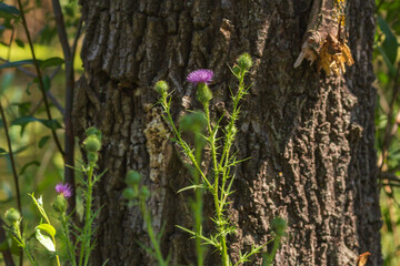 Summer Lake Landscape with Green Grass and Blue Sky