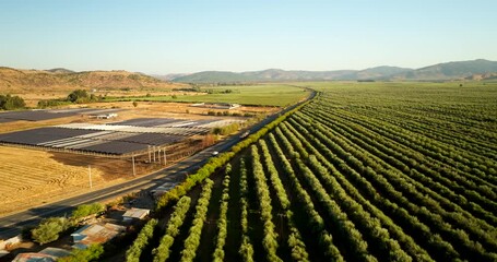 Olive orchard and solar farm at sunset, rows of olive trees next to solar panels, agriculture and renewable energy in rural Chile. Aerial backward - Powered by Adobe