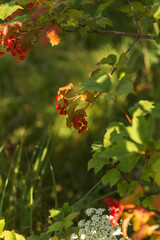 Summer Lake Landscape with Green Grass and Blue Sky