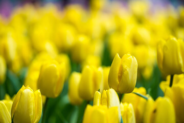 Naklejka premium Close-up of vibrant yellow tulips blooming in a lush garden with green leaves in the background creating a stunning floral scene
