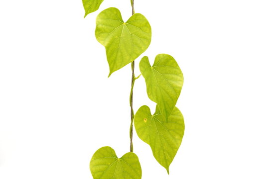 Tinospora cordifolia can be used in herbal medicine.
