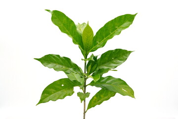 Tabernaemontana orientalis is a flowering plant that is classified as a small to medium sized tree.