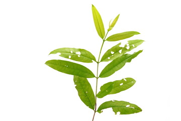 Cratoxylum formosum on a white background.