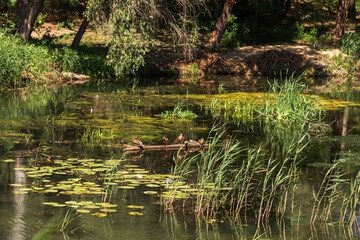 Summer Lake Landscape with Green Grass and Blue Sky