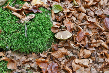 Un cèpe sous les feuilles en automne à côté de mousse verte