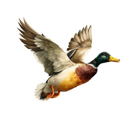 Obraz premium Flying mallard duck in mid-flight over serene water landscape nature isolated on transparent background, png