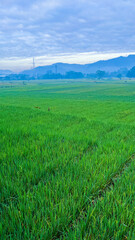 Wide view of lush green rice fields with distant hills under a cloudy sky in a rural landscape.