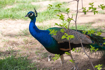 View of a peacock in the park