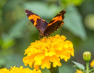 Ultra Realistic 4K Macro & Cinematic Product Photography Collection &ndash; Food, Nature, Minimalist, and Instrument Themes