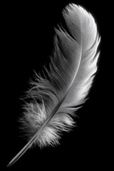 Obraz premium Macro fusion of snowy owl feathers showcasing intricate details on black background