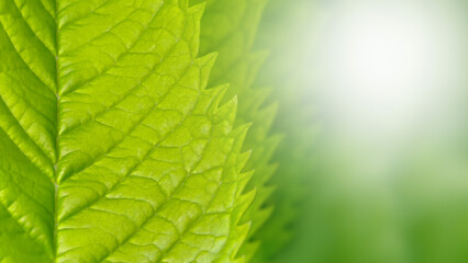 Vibrant green leaf, serrated edge and detailed veins leaf, showcasing its intricate texture. Right side transitions soft, out-of-focus background blurred green and bright white light flare