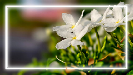 Vibrant macro photograph of several white jasmine flowers. Glowing, rectangular neon-style frame,...