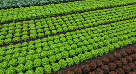 Rows of vibrant green and red lettuce plants thrive in a meticulously organized agricultural field.