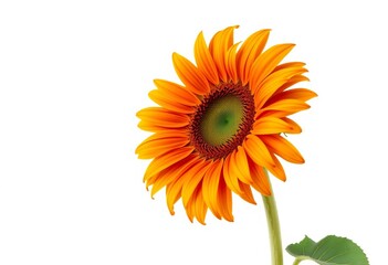 A vibrant, solitary sunflower, Helianthus annuus, blossoms against a pure white backdrop, wildflower, background