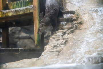 水遊びカワウソの躍動