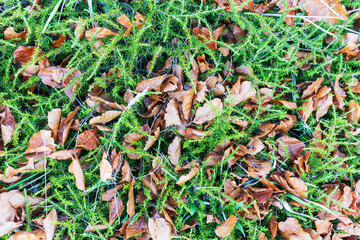 Autumn Leaves Scattered Over Green Forest Undergrowth