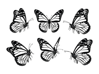 Monarch Butterfly Montage: Elegant black and white illustrations depict a stunning array of Monarch butterflies, captured in mid-flight, showcasing intricate wing patterns. 