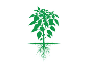 Fototapeta premium A green silhouette depicting a pepper plant, showcasing its leaves and root structure. Overall view of the plant isolated on a white backdrop.