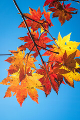 Colorful Autumn Maple Leaves against Clear Blue Sky

