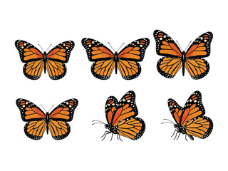 Monarch Butterflies in Flight: A vibrant collection of Monarch butterflies displays in various poses, showcasing the intricate beauty and delicate wings of these iconic insects.