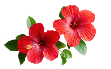 Red hibiscus on transparent background, png