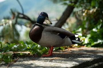 River duck close up