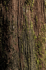 Old tree bark with moss close up