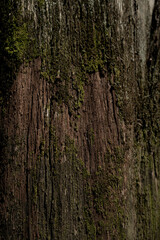 Old tree bark with moss close up