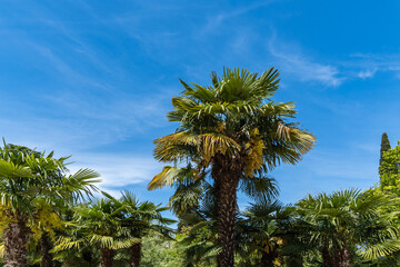 Fototapeta premium Lush Trachycarpus fortunei, the Chinese windmill palm, windmill palm or Chusan palm with broad, fan-shaped fronds and clusters of yellow flowers, set against backdrop of clear sky and greenery.