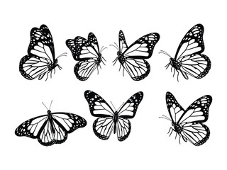 Graceful Butterfly Study: A monochrome, hand-drawn illustration showcasing the intricate beauty of butterflies in various poses. Capturing elegance, delicate details, and nature's artistic flair.