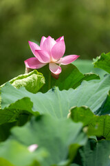 Single Pink Lotus Blossom Rising Above Lush Green Leaves

