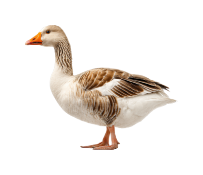 Majestic goose walking gracefully wildlife view isolated on transparent background, png